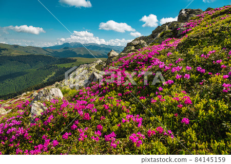 Flowering pink rhododendron flowers on the slope, Leaota mountains, Romania Flowering pink rhododendron flowers on the slope, Leaota mountains, Romania 84145159