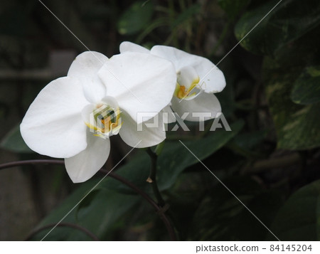 白色蝴蝶蘭花 84145204