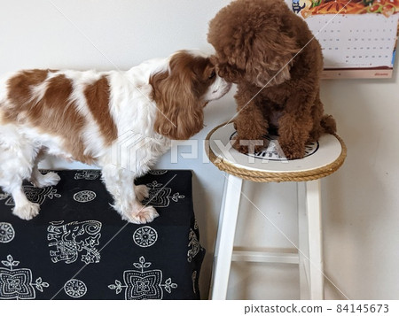 Good friends dogs Good friends dogs 84145673