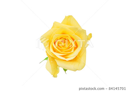 Rose yellow yellow rose yellow rose rose rose 84145701