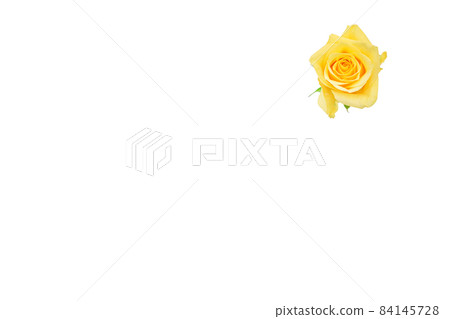 玫瑰黃 黃玫瑰 黃玫瑰 玫瑰 玫瑰 玫瑰黃 黃玫瑰 黃玫瑰 玫瑰 玫瑰 84145728