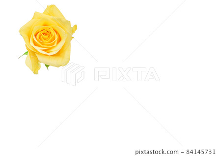 玫瑰黃 黃玫瑰 黃玫瑰 玫瑰 玫瑰 玫瑰黃 黃玫瑰 黃玫瑰 玫瑰 玫瑰 84145731