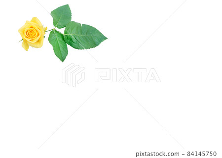 玫瑰黃 黃玫瑰 黃玫瑰 玫瑰 玫瑰 玫瑰黃 黃玫瑰 黃玫瑰 玫瑰 玫瑰 84145750