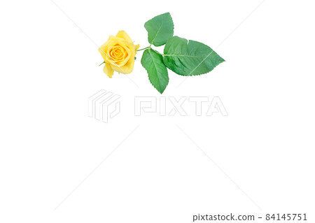 玫瑰黃 黃玫瑰 黃玫瑰 玫瑰 玫瑰 84145751