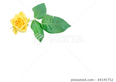 玫瑰黃 黃玫瑰 黃玫瑰 玫瑰 玫瑰 84145752