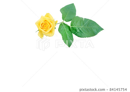 玫瑰黃 黃玫瑰 黃玫瑰 玫瑰 玫瑰 84145754
