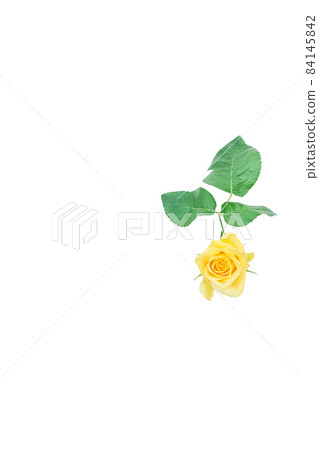 玫瑰黃 黃玫瑰 黃玫瑰 玫瑰 玫瑰 玫瑰黃 黃玫瑰 黃玫瑰 玫瑰 玫瑰 84145842
