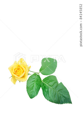 Rose yellow yellow rose yellow rose rose rose 84145852