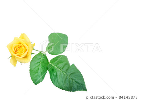 Rose yellow yellow rose yellow rose rose rose 84145875
