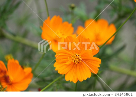 Yellow flower cosmos 84145901