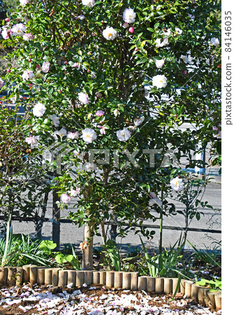 從花瓣散落的 Sasanqua (Sasanqua) 從花瓣散落的 Sasanqua (Sasanqua) 84146035