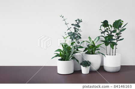 Several home plants Several home plants 84146163