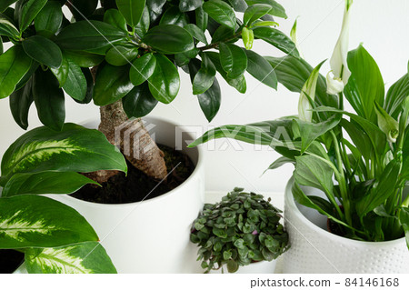 Young home plants close-up Young home plants close-up 84146168