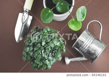 Young home plants of pilea and callisia and gardening tools on a dark background, top view, connecting with nature and home gardening concept Young home plants of pilea and callisia and gardening tools on a dark background, top view, connecting with nature and home gardening concept 84146181