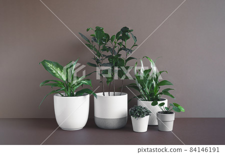 Different home plants - dieffenbachia or dumb cane plant, camellia sinensis, spathiphyllum, callisia and pilea in flower pots on a dark background, connecting with nature and home decor concept Different home plants - dieffenbachia or dumb cane plant, camellia sinensis, spathiphyllum, callisia and pilea in flower pots on a dark background, connecting with nature and home decor concept 84146191