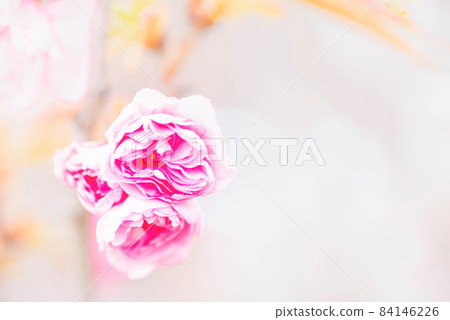 Up Kanzan Sakura 84146226