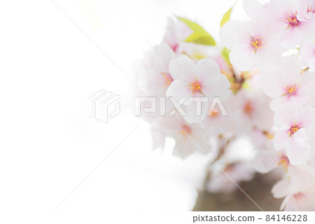 A bunch of cherry blossoms on a white background. The leaves that you can see a little are accents 84146228