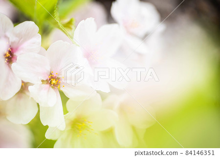 A bunch of cherry blossoms on a white background. The leaves that you can see a little are accents 84146351