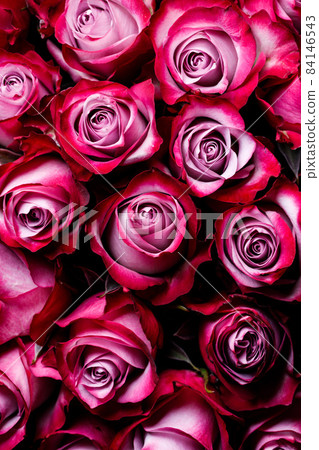 Many pink roses background Many pink roses background 84146543