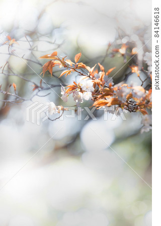 Brown leaves and mountain cherry blossoms Brown leaves and mountain cherry blossoms 84146618