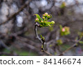 the beginning of spring the apple blossoms. 84146674
