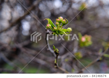 the beginning of spring the apple blossoms. the beginning of spring the apple blossoms. 84146674