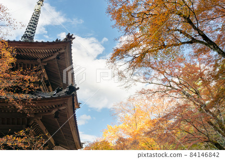 兵庫縣丹波市高源寺的秋葉 兵庫縣丹波市高源寺的秋葉 84146842