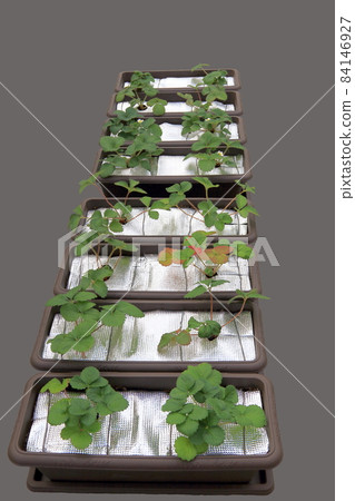 Strawberry Strawberry 84146927