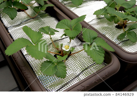 Strawberry  Strawberry  84146929