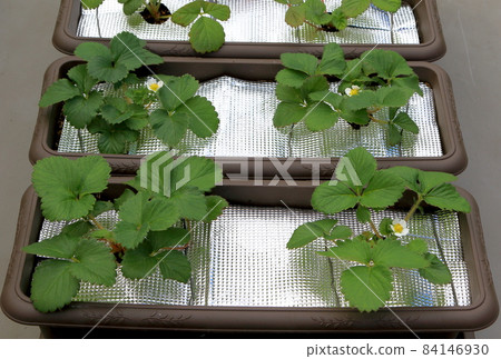 Strawberry Strawberry 84146930