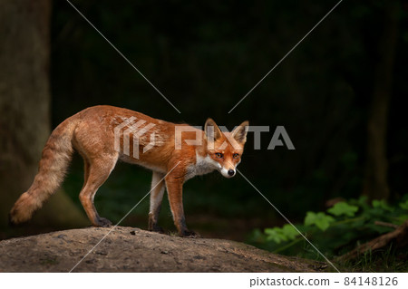Red fox in a forest against dark background 84148126