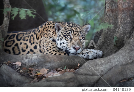 Close up of a Jaguar lying on a river bank Close up of a Jaguar lying on a river bank 84148129