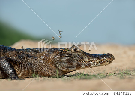 Close up of a Yacare caiman on a river bank 84148133