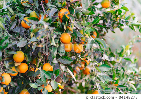 garden of orange trees. branches with citrus fruit.  84148275
