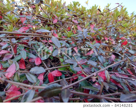 Autumn leaves plants perfect for gardening 84148281