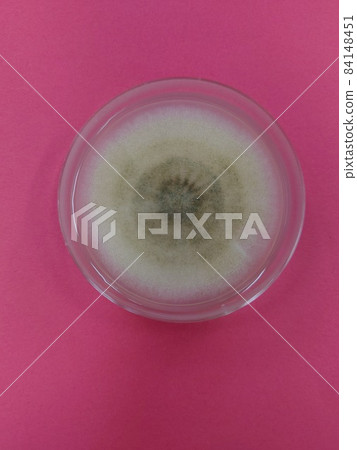 黑曲霉菌落 黑曲霉菌落 84148451