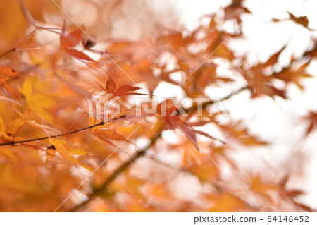 楓葉染成秋色 楓葉染成秋色 84148452
