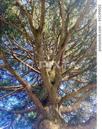 Himalayan cedar in Gora Park 84149002
