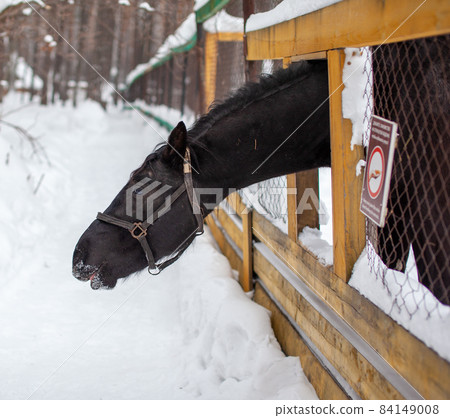The black horse stuck his head over the fence to be fed. Breeding horses. Winter visit to the farm for horses. The black horse stuck his head over the fence to be fed. Breeding horses. Winter visit to the farm for horses. 84149008