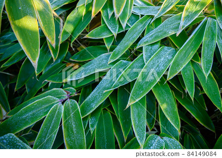 The scene of late autumn ・ Kuma bamboo grass with frost The scene of late autumn ・ Kuma bamboo grass with frost 84149084