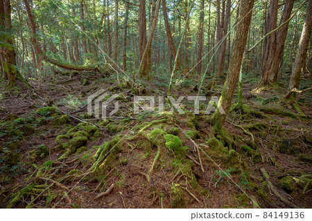 In the mysterious forest, Aokigahara Jukai In the mysterious forest, Aokigahara Jukai 84149136
