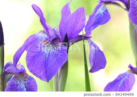 Ayame natural background purple flowers Japanese flowers close-up Ayame natural background purple flowers Japanese flowers close-up 84149499
