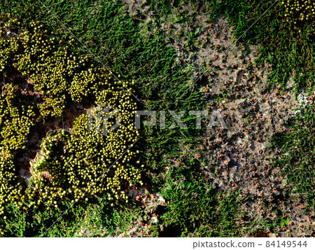 Bark like aerial photography 84149544