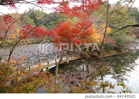 Kobe Municipal Arboretum and Botanical Garden Haseike [Kita-ku, Kobe] 84149581