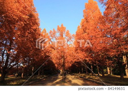 Kobe Municipal Forest Botanical Garden Metasequoia Namiki [Kita-ku, Kobe City] 84149631