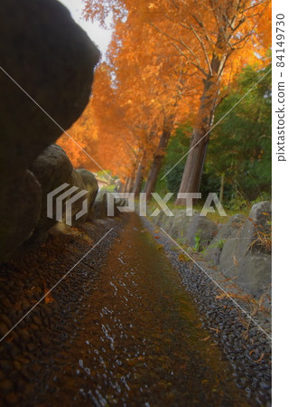 A small waterway under the colored cedar in autumn A small waterway under the colored cedar in autumn 84149730