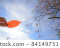 Under the blue sky in autumn, trees approaching winter and colored fallen leaves 84149731