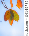Leaves that are beautifully colored in the autumn blue sky 84149732