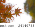 Autumn leaves that have begun to color beautifully under autumn 84149733