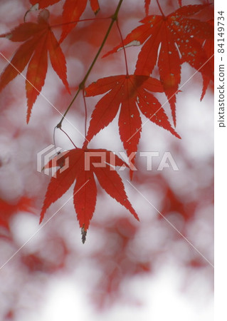Beautiful autumn leaves dyed red in the afternoon of autumn 84149734